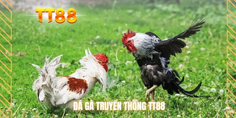 Đá gà truyền thống TT88