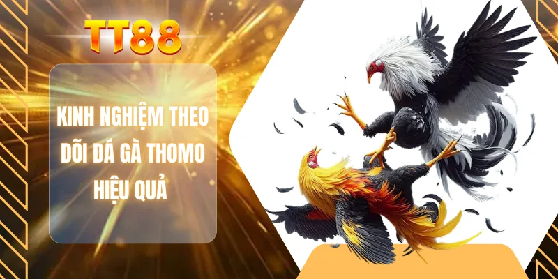 Kinh nghiệm theo dõi đá gà Thomo hiệu quả
