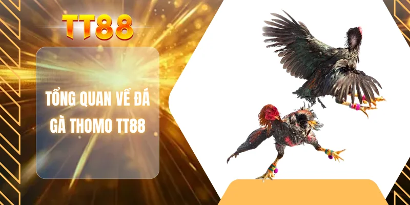 Tổng quan về đá gà Thomo TT88