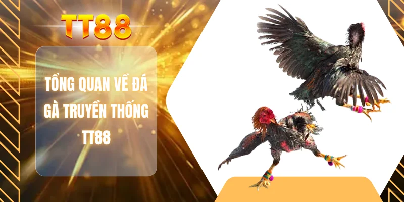 Tổng quan về đá gà truyền thống TT88